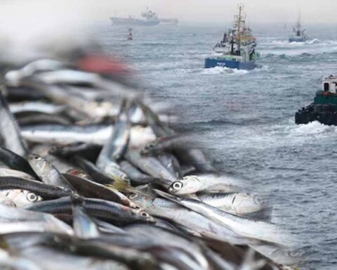 Çin'de Balık Pazarlarında Uyuşturucu Kullanımı Tespit Edildi