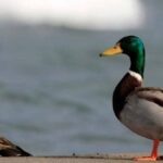 Çinli Çiftçinin Ördeğinde Bulduğu Altın, Tarihi Kaynakların Yeniden Gündeme Gelmesine Neden Oldu