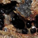 Denizlerin Derinliklerinde Keşfedilen Yeni Yassı Solucan Türü, Bilim Dünyasında Heyecan Yarattı