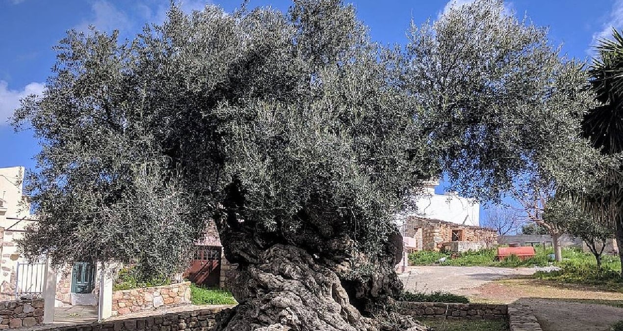 Dünyanın En Yaşlı Zeytin Ağacı, 4 Bin Yıllık Tarihiyle Göz Kamaştırıyor
