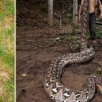 Endonezya'da Yeni Dünya Rekoru: 7,21 Metre Uzunluğunda Piton Tespit Edildi