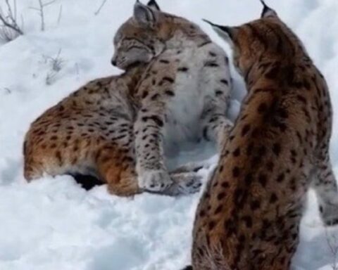 Erzincan’da Nesli Tükenme Tehlikesi Altındaki İki Vaşak Görüntülendi