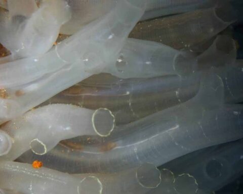 Galler'de Çöp Toplayan Anne-Kız, Denizdeki İlginç Canlıları Keşfetti