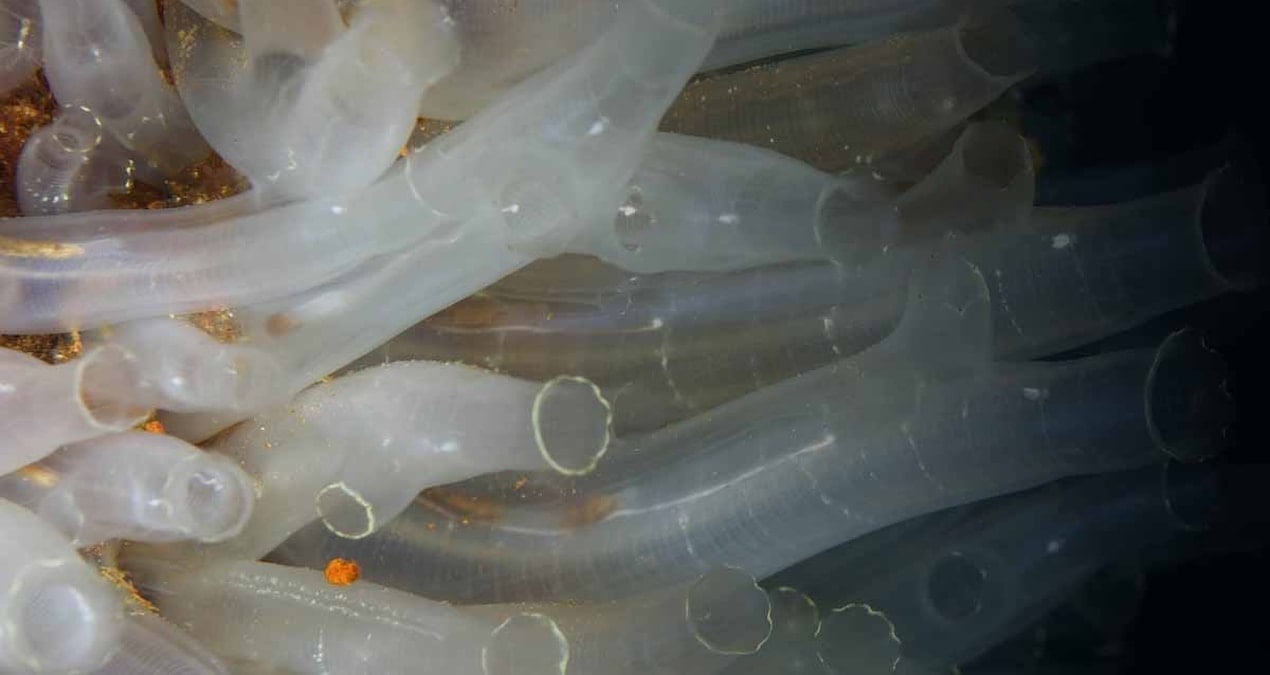 Galler'de Çöp Toplayan Anne-Kız, Denizdeki İlginç Canlıları Keşfetti