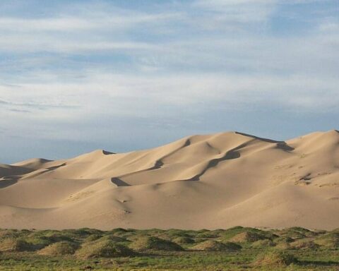 Gobi Çölü'nde 90 milyon yıllık nadir fosil keşfiyle evrimsel tarih gün yüzüne çıkıyor