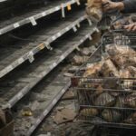 İngiltere ve İsveç'teki gıda güvenliği krizi uyarıları artıyor