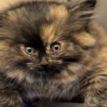 Kaliforniya'da Nadir Bir Sağlık Sorunu Nedeniyle Balon Gibisine Dönüşen Yavru Kedi Fenomen Oldu