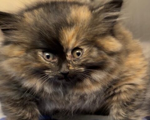 Kaliforniya'da Nadir Bir Sağlık Sorunu Nedeniyle Balon Gibisine Dönüşen Yavru Kedi Fenomen Oldu