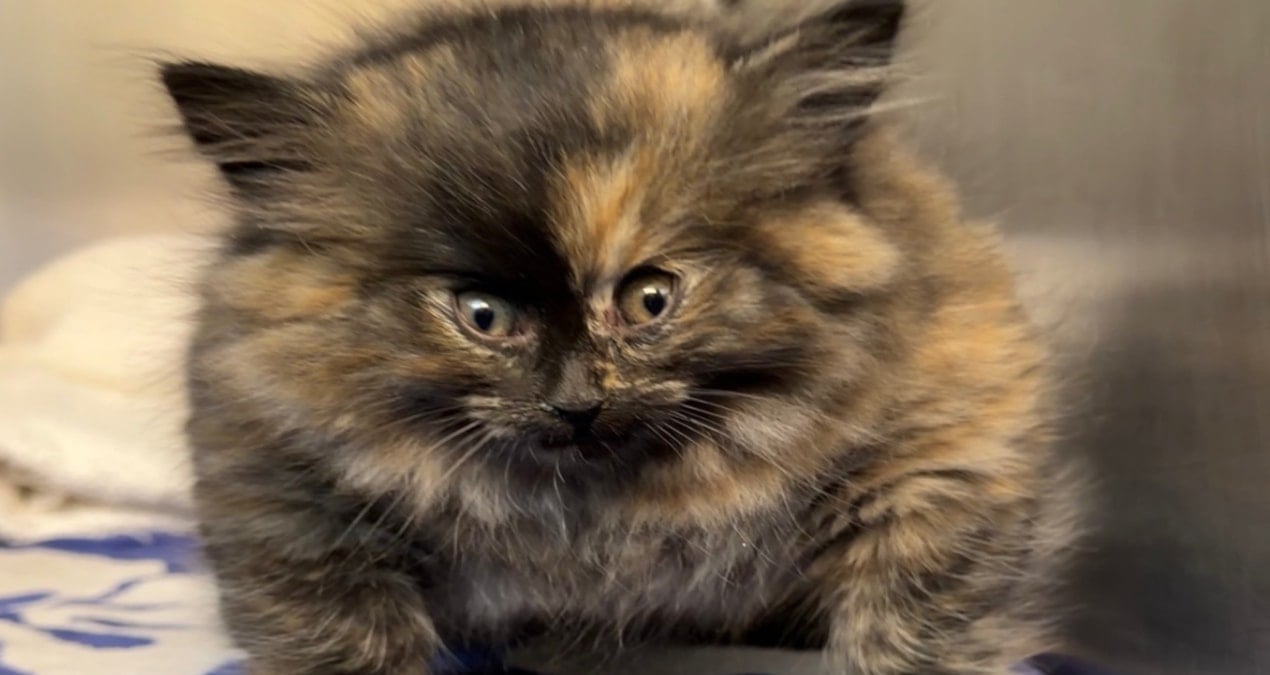 Kaliforniya'da Nadir Bir Sağlık Sorunu Nedeniyle Balon Gibisine Dönüşen Yavru Kedi Fenomen Oldu