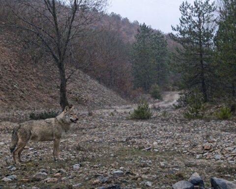 Kırıkkale'de Vaşak ve Kurt Görüntüleri Fotokapanla Kaydedildi