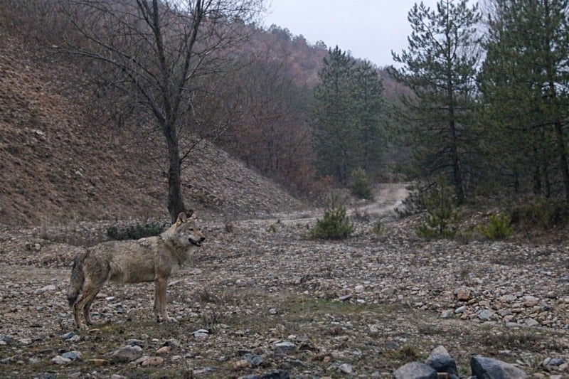 Kırıkkale'de Vaşak ve Kurt Görüntüleri Fotokapanla Kaydedildi
