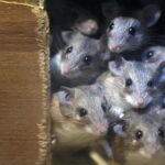 Klonlama Araştırması, Memelilerin Üreme İhtiyacını Bir Kez Daha Gözler Önüne Serdi