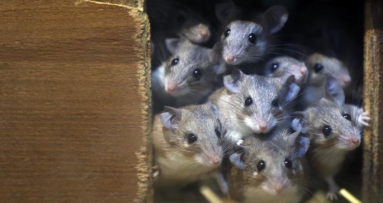 Klonlama Araştırması, Memelilerin Üreme İhtiyacını Bir Kez Daha Gözler Önüne Serdi