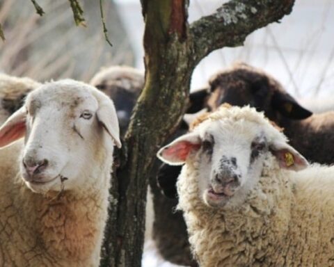 Kurban Bayramı 2026: Büyükbaş ve Küçükbaş Hayvan Fiyatları Belli Oldu
