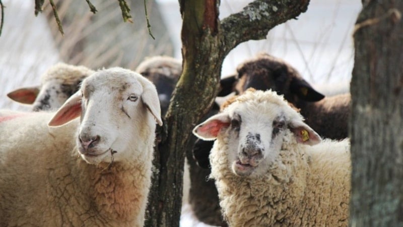 Kurban Bayramı 2026: Büyükbaş ve Küçükbaş Hayvan Fiyatları Belli Oldu