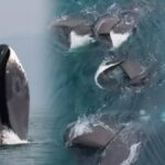 Kutup balinası, dünyanın en büyük ağız yapısına sahip deniz memelisi