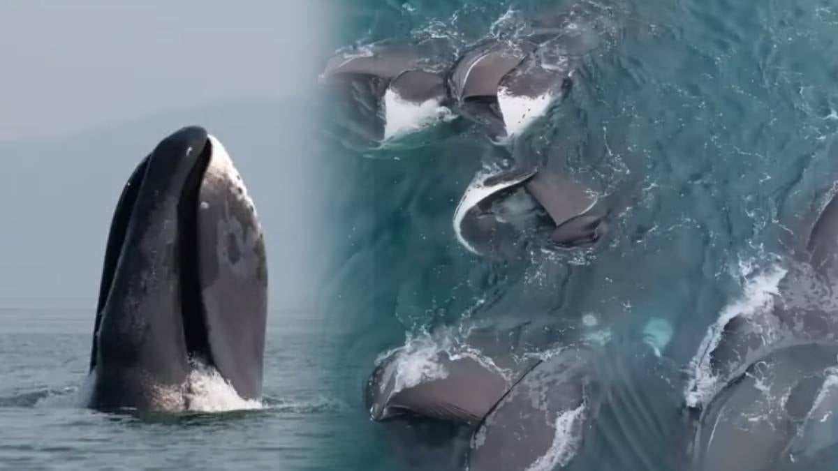 Kutup balinası, dünyanın en büyük ağız yapısına sahip deniz memelisi