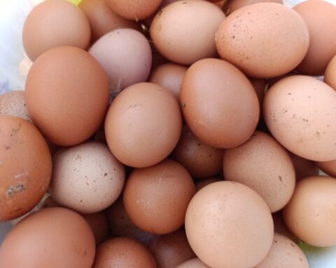 Manisa'da Kiralar Yüzünden Köyüne Dönen Adam Tavuk Yumurtası Üretmeye Başladı