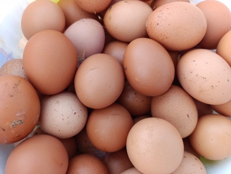 Manisa'da Kiralar Yüzünden Köyüne Dönen Adam Tavuk Yumurtası Üretmeye Başladı