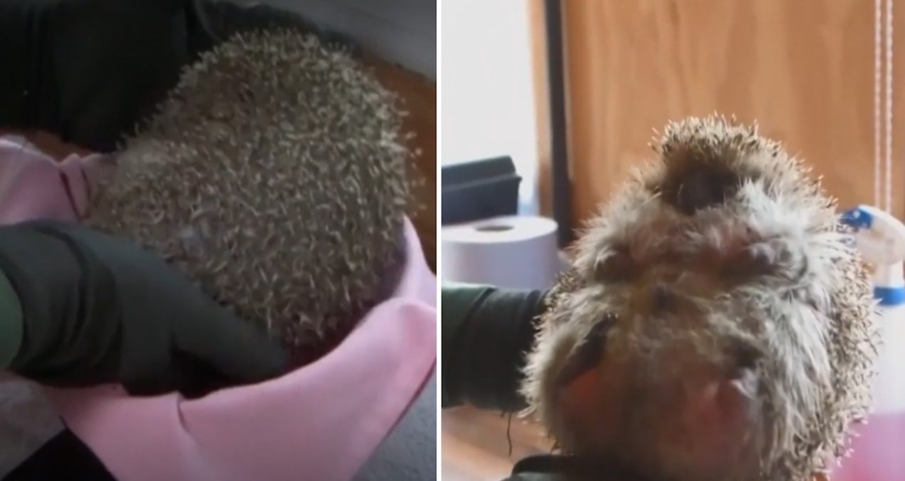 Obez kirpi Jabba, normal ağırlığının üç katı ile yaban hayatına dönecek mi?