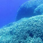 Okyanus Tabanunda Bulunan Dev Mercan Kolonisi, Bilim Dünyasında Şaşkınlık Yarattı