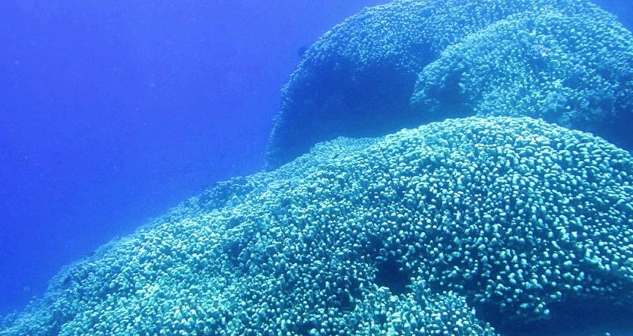 Okyanus Tabanunda Bulunan Dev Mercan Kolonisi, Bilim Dünyasında Şaşkınlık Yarattı