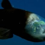 Okyanusun Derinliklerinde Dönme Kapasitesine Sahip Yeni Bir Balık Türü Keşfedildi