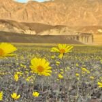 Ölüm Vadisi'nde Nadir Doğa Olayı: Rekor Yağışlar Çiçekleri Uyandırdı