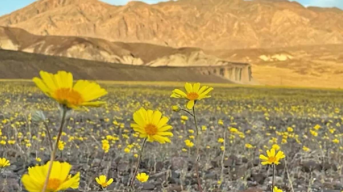 Ölüm Vadisi'nde Nadir Doğa Olayı: Rekor Yağışlar Çiçekleri Uyandırdı