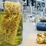 Peynir altı suyu ile elektronik atıklardan yüksek saflıkta altın elde ediliyor