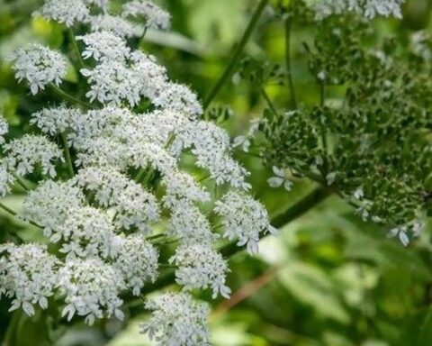 Rusya'da İstilacı Bitkilere Karşı Yeni Yasal Düzenleme 1 Mart'ta Yürürlüğe Girecek