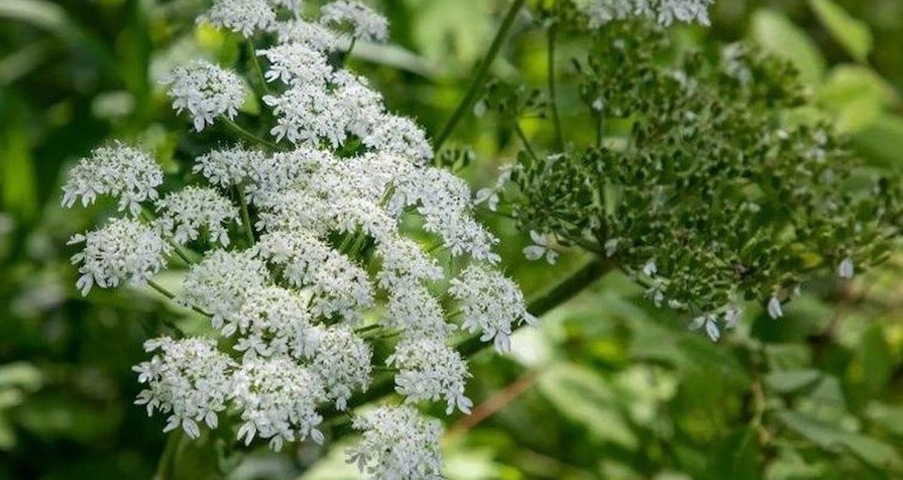 Rusya'da İstilacı Bitkilere Karşı Yeni Yasal Düzenleme 1 Mart'ta Yürürlüğe Girecek