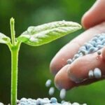 Rusya'dan Gıda Krizi Uyarısı: Gübre Üretimi ve İhracatı Risk Altında