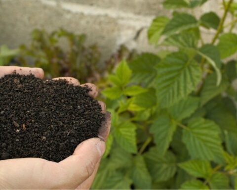 Rusya'nın Gübre İhracatını Durdurması Küresel Piyasaları Etkiliyor