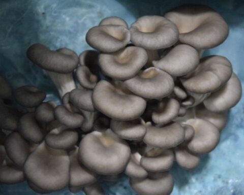 Salih Günaydın, İstiridye Mantarı Üretimini 1 Ton Günlük Hasatla Büyütüyor