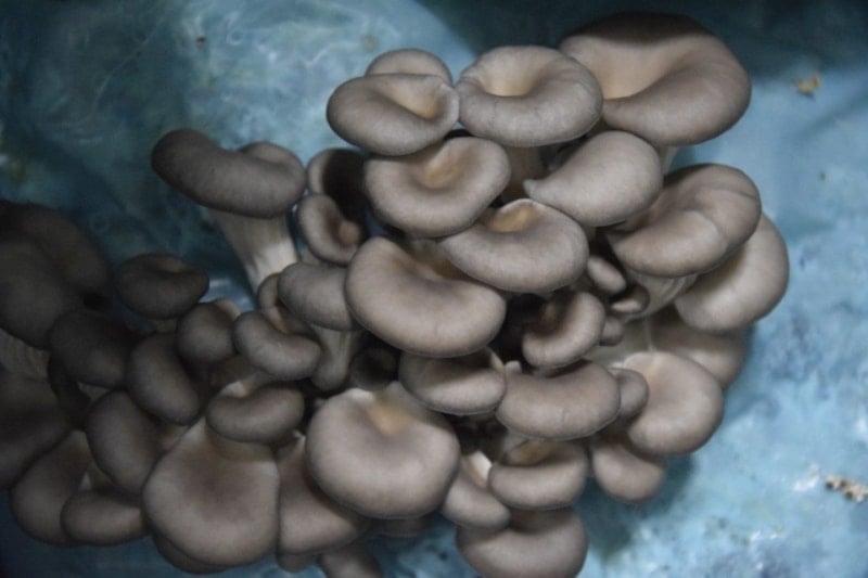 Salih Günaydın, İstiridye Mantarı Üretimini 1 Ton Günlük Hasatla Büyütüyor