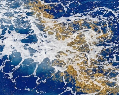 Sargasso Denizi: Kara Sınırı Olmayan Tek Denizde Sargassum Kütlesi Rekora Ulaşıyor
