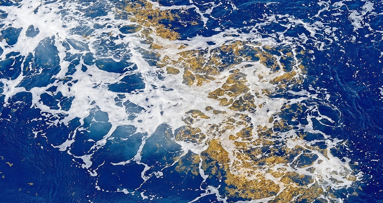 Sargasso Denizi: Kara Sınırı Olmayan Tek Denizde Sargassum Kütlesi Rekora Ulaşıyor