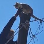 Şavşat’ta Köpeklerden Kaçan Kedi, Elektrik Direğinden Kurtarıldı