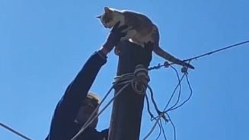 Şavşat’ta Köpeklerden Kaçan Kedi, Elektrik Direğinden Kurtarıldı