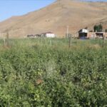 Tarlada Ev Yapma Şartları Değişti: Yeni Düzenlemeler ile 2026 Kuralları Belirlendi