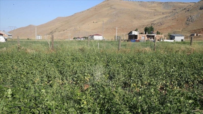 Tarlada Ev Yapma Şartları Değişti: Yeni Düzenlemeler ile 2026 Kuralları Belirlendi