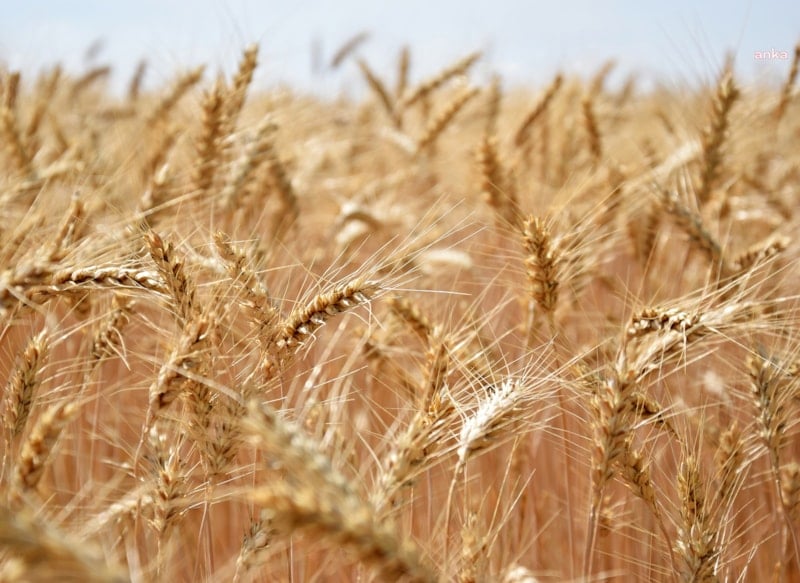 TMO, Yeni Hasat Sezonu Öncesi Hububat Satış Fiyatlarını Sabit Tutacak