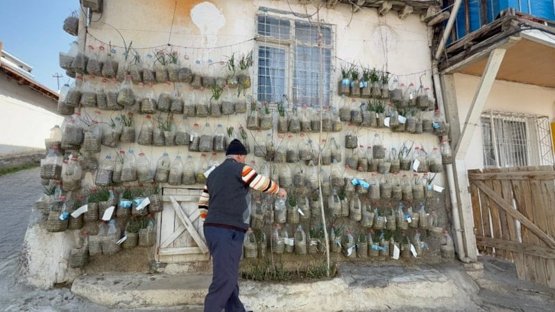 Tokat'ta Bahçesi Olmayan Vatandaş, Duvarda Dikey Bahçe Kurarak Soğan Yetiştiriyor