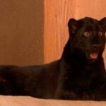 Ukrayna'daki Hayvanat Bahçesinde Nadir Siyah Amur Leoparı Yavrusu Koruma Altına Alındı