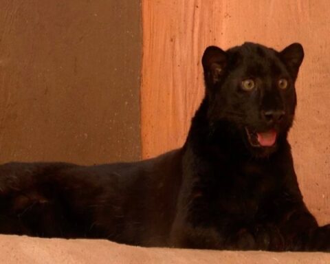 Ukrayna'daki Hayvanat Bahçesinde Nadir Siyah Amur Leoparı Yavrusu Koruma Altına Alındı