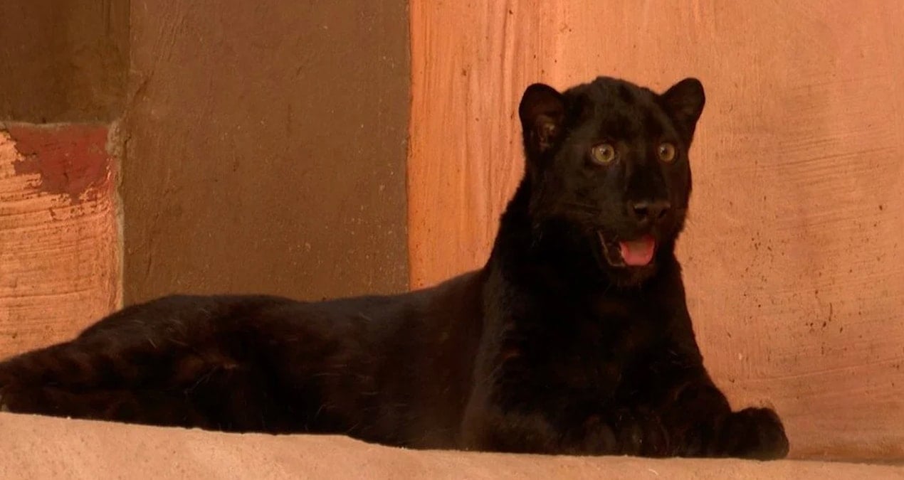 Ukrayna'daki Hayvanat Bahçesinde Nadir Siyah Amur Leoparı Yavrusu Koruma Altına Alındı