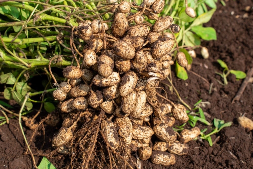 Yer fıstığı kabuğundan grafen üretimiyle sürdürülebilir çözüm bulunuyor