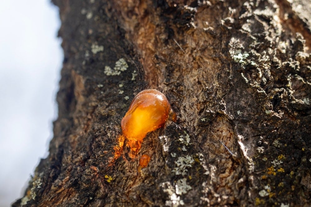 Yeşil Altın: Biyobazlı Reçineler petrolün yerini alabilir