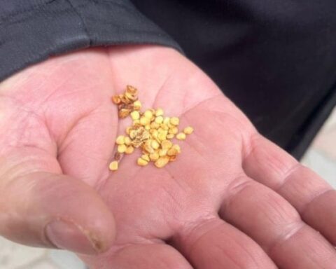 Yozgat'ta ata tohumlarıyla yerel tarım kültürü korunuyor